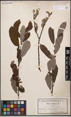 Foto von Salix cinerea L.